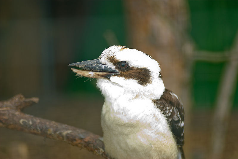 Voegel